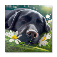 Diamond Painting Collection