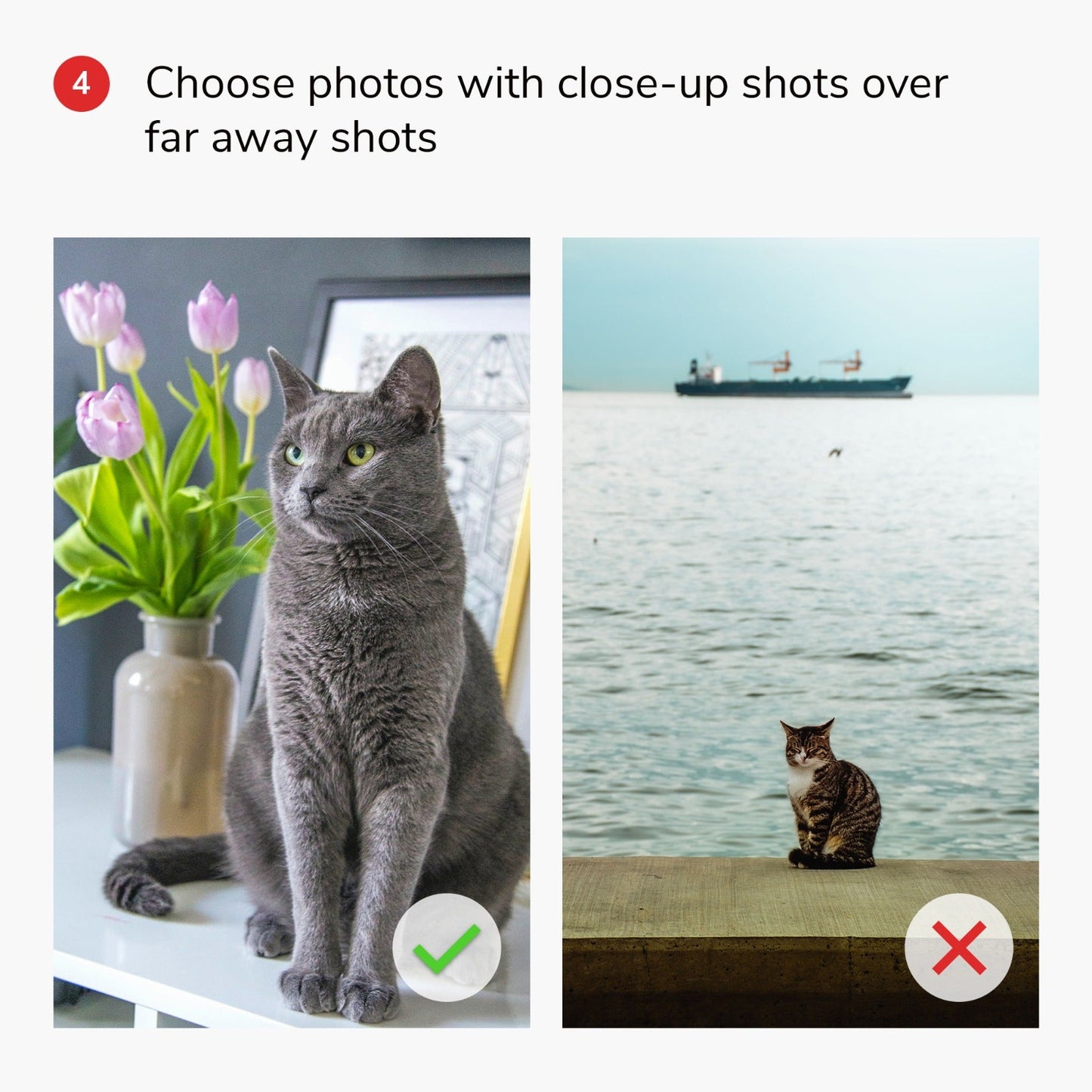 Pet Custom Paint by Numbers