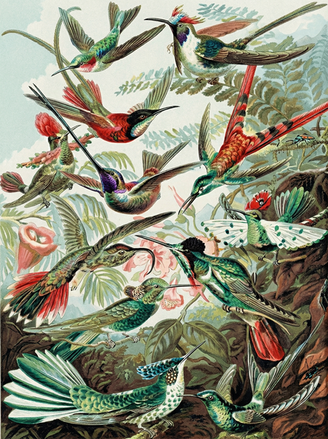 Hummingbird Paradise Dance (Diamond Painting) Diamond Painting kit