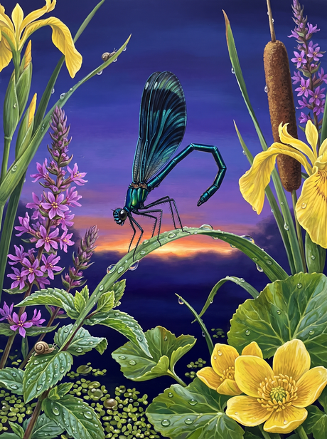 The Damselfly Folds Her Wings