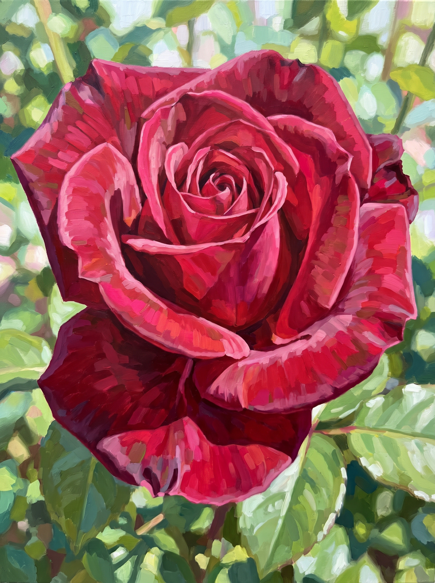 Crimson Rose Unfurling